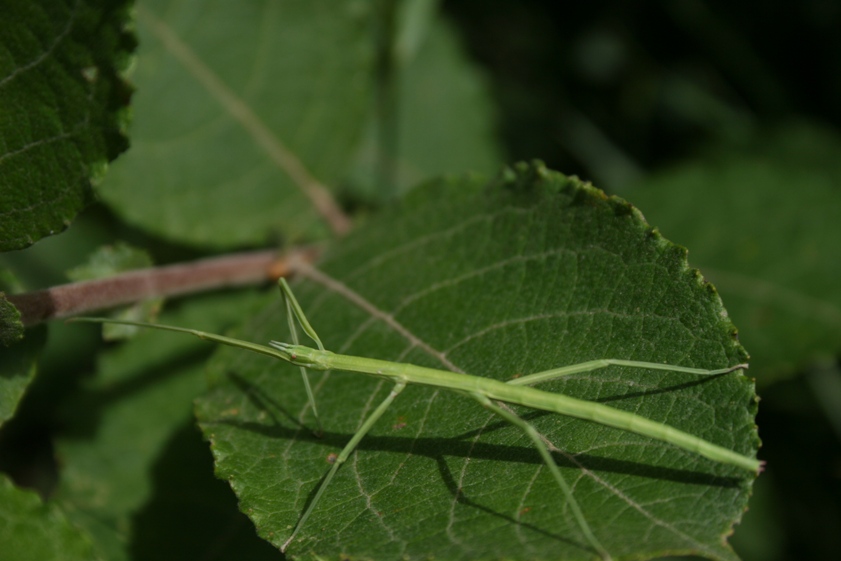 Cloropsis gallica???